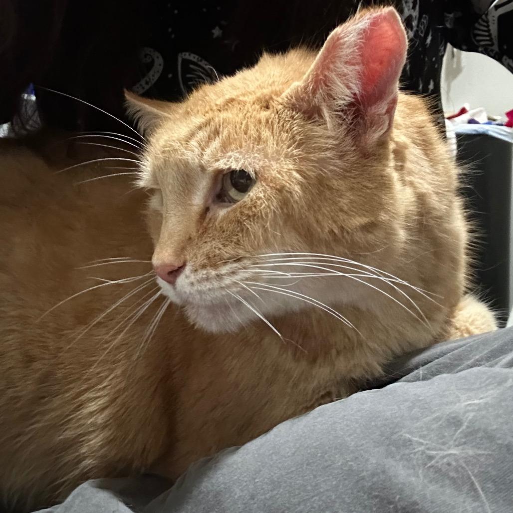 Enlarge St. Nick, a Adoptable Domestic Short Hair in Salt Lake City, UT image 5/6