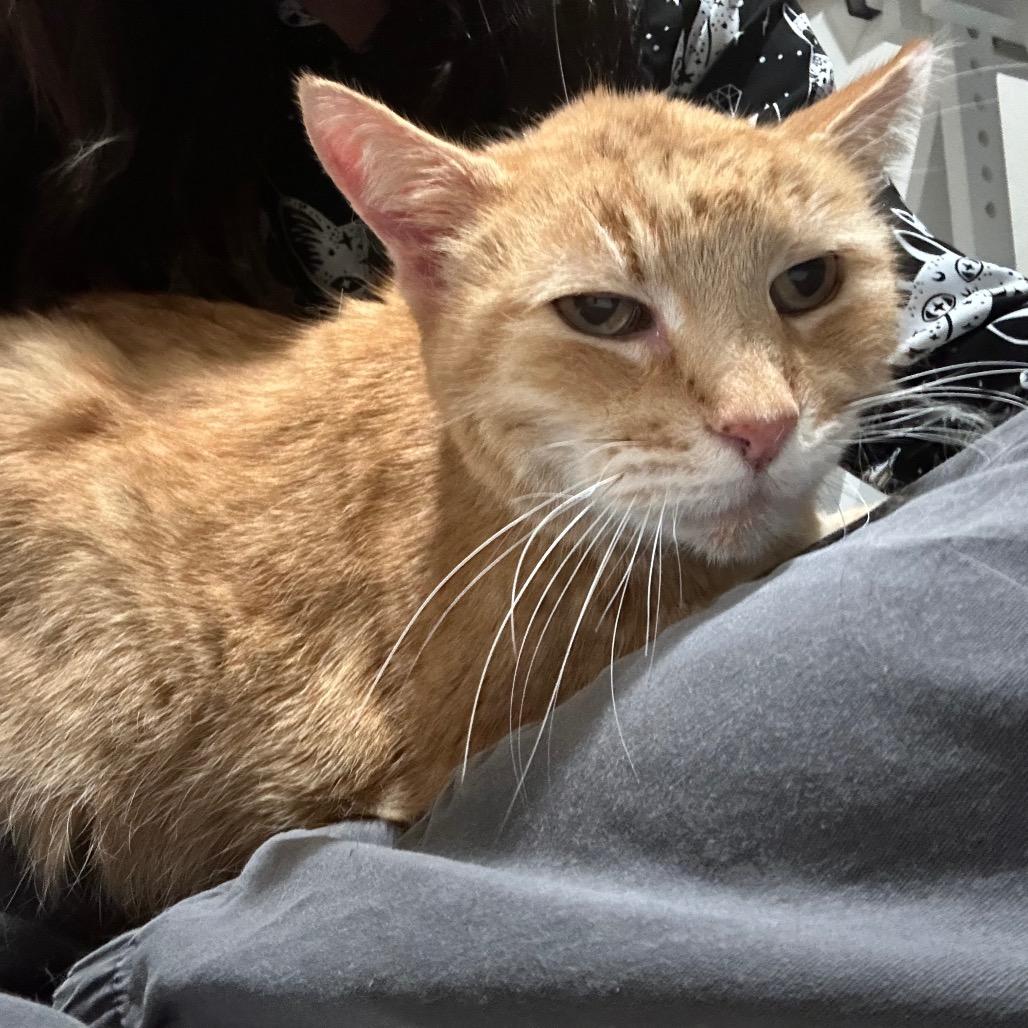 Enlarge St. Nick, a Adoptable Domestic Short Hair in Salt Lake City, UT image 6/6