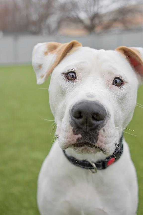 Enlarge Aruba, an adopted Pit Bull Terrier in Eagle, ID image 2/3