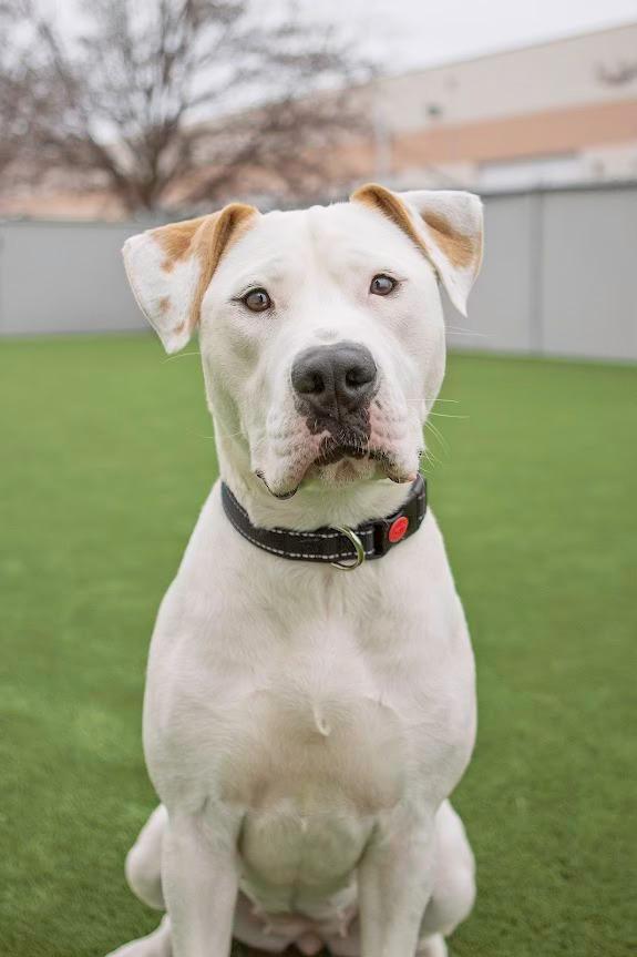 Enlarge Aruba, an adopted Pit Bull Terrier in Eagle, ID image 3/3