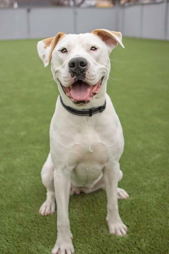 Enlarge Aruba, an adopted Pit Bull Terrier in Eagle, ID image 1/3