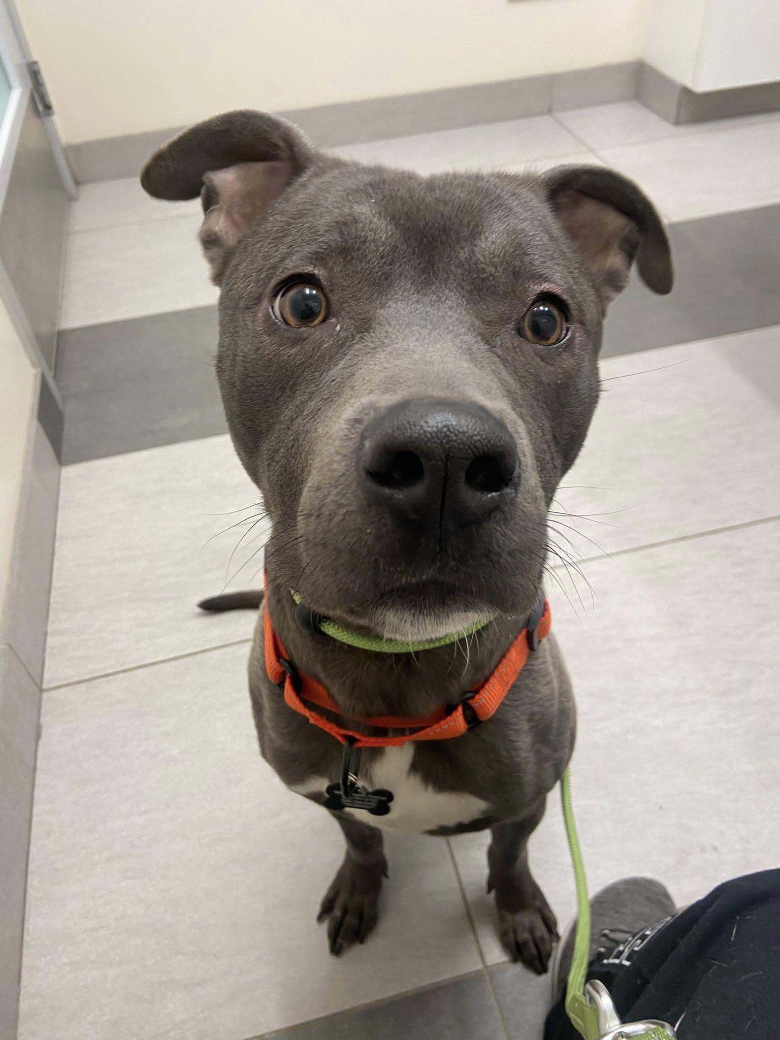 Barnie! , a ADOPTABLE mixed breed in Port Huron, MI image 5/5