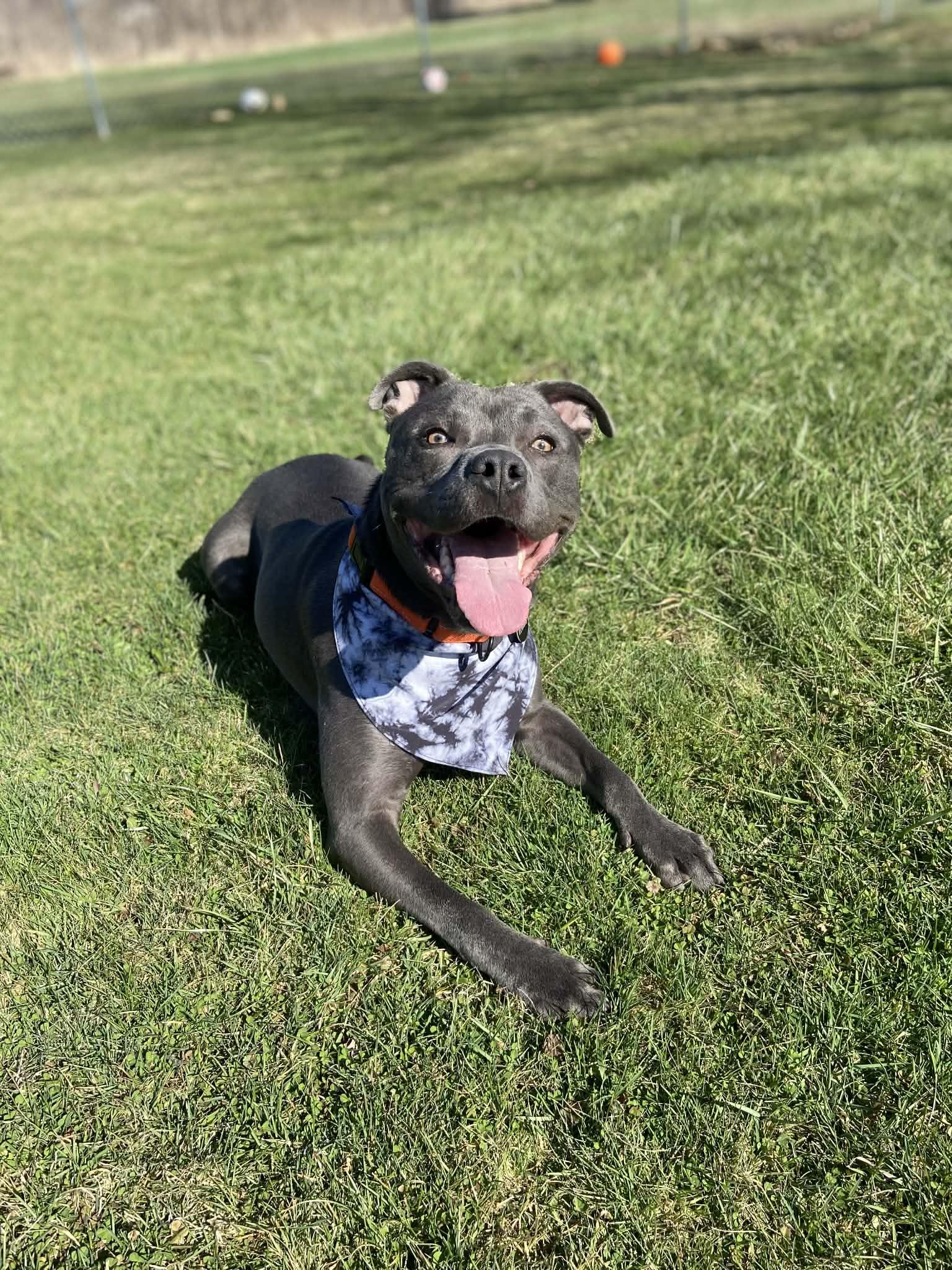 Enlarge Barnie! Adoption Fee Paid! , a ADOPTABLE mixed breed in Port Huron, MI image 2/6