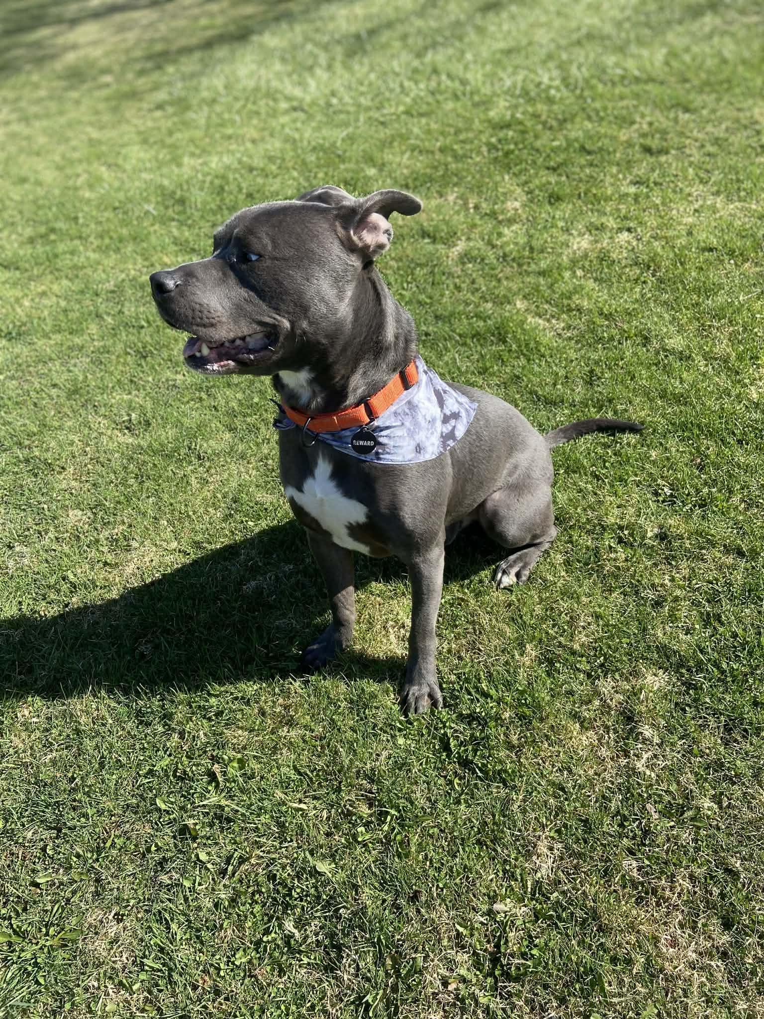 Enlarge Barnie! Adoption Fee Paid! , a ADOPTABLE mixed breed in Port Huron, MI image 5/6