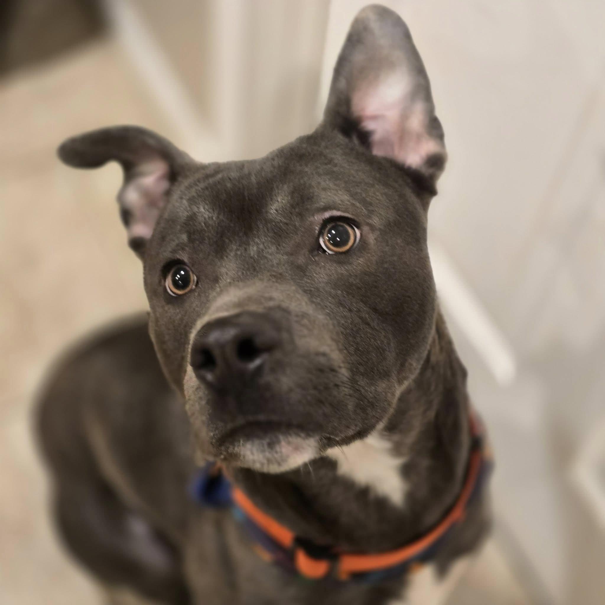 Barnie! , a ADOPTABLE mixed breed in Port Huron, MI image 1/5