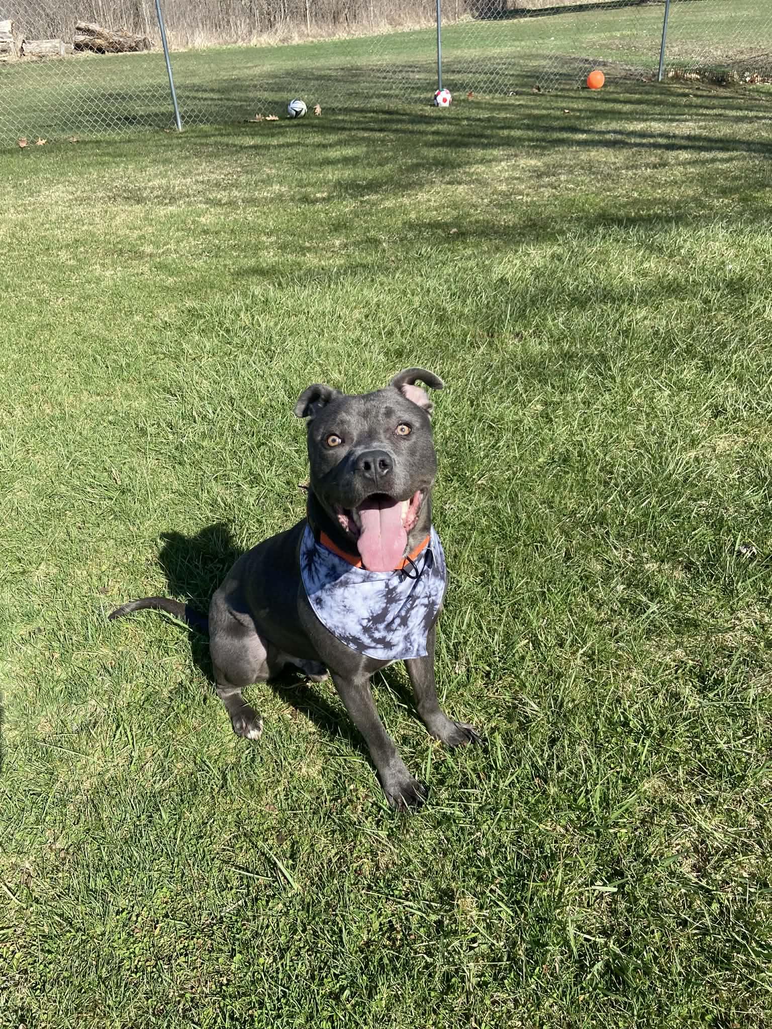 Enlarge Barnie! Adoption Fee Paid! , a ADOPTABLE mixed breed in Port Huron, MI image 1/6