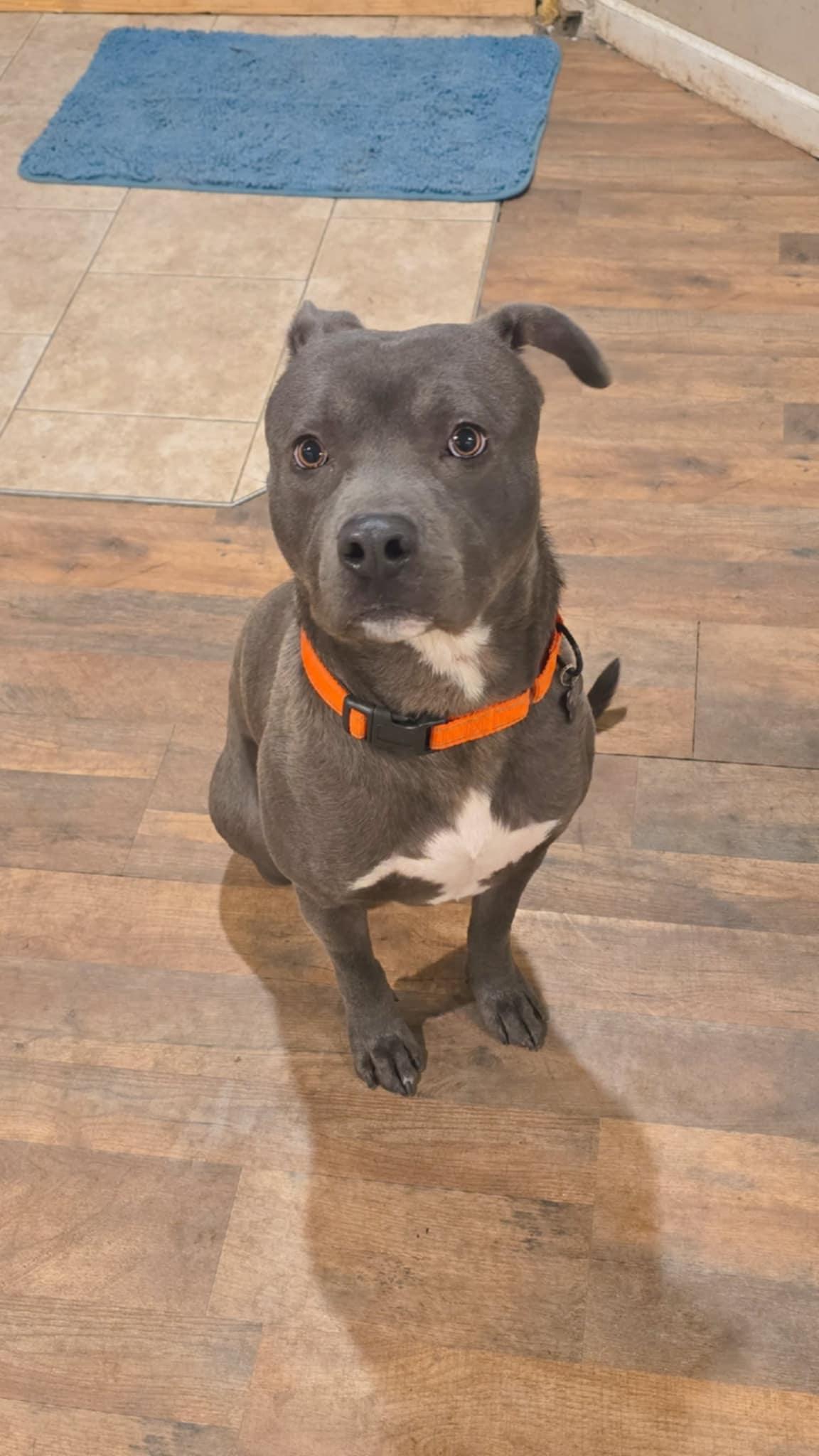 Barnie! , a ADOPTABLE mixed breed in Port Huron, MI image 2/5