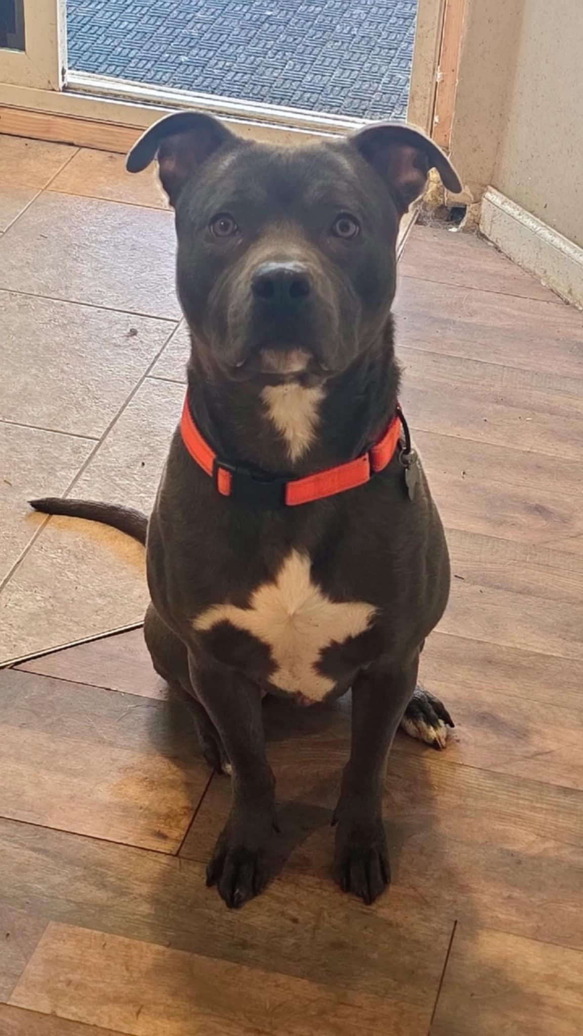 Barnie! , a ADOPTABLE mixed breed in Port Huron, MI image 4/5