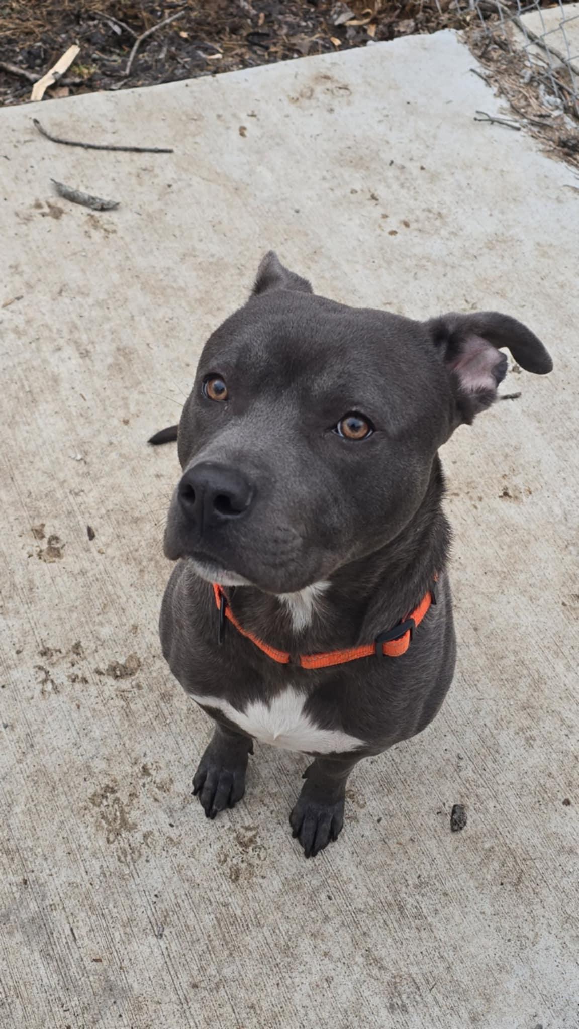 Barnie! , a ADOPTABLE mixed breed in Port Huron, MI image 3/5