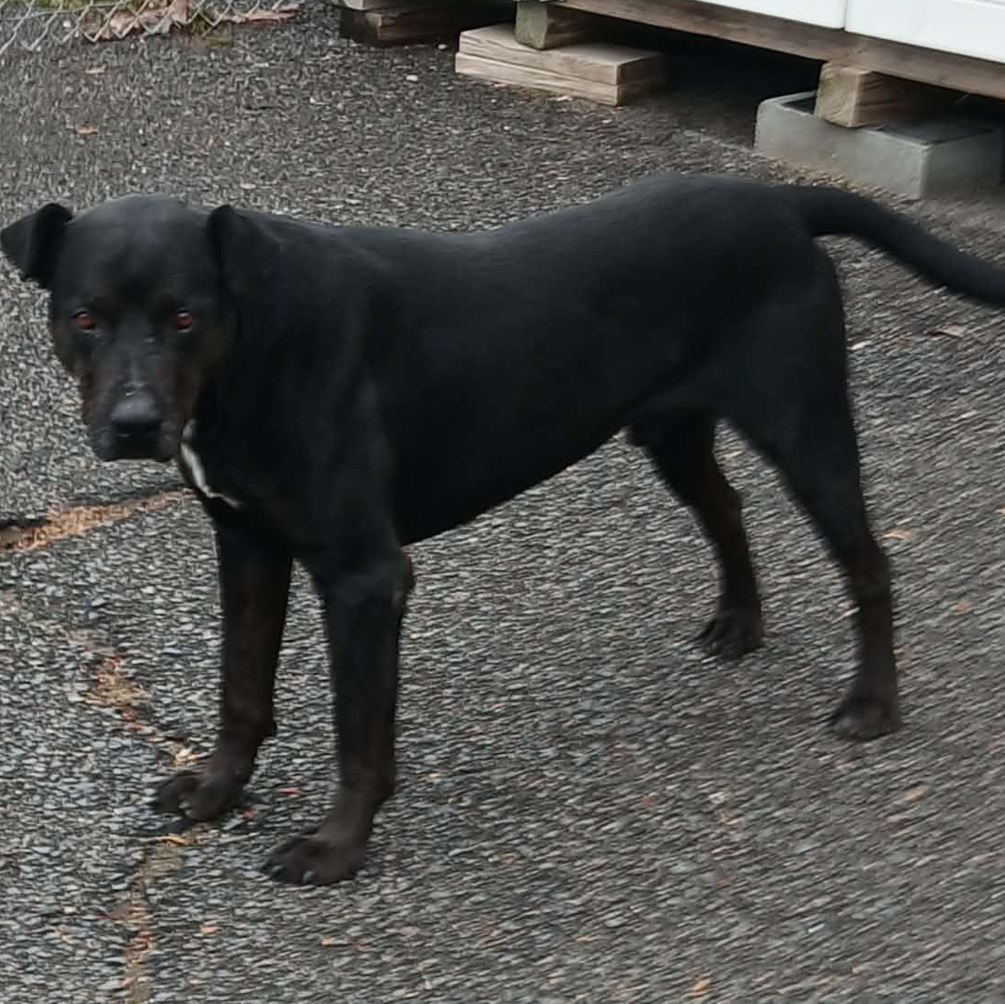 MIDNIGHT, a ADOPTABLE mixed breed in Tappahannock, VA image 3/3