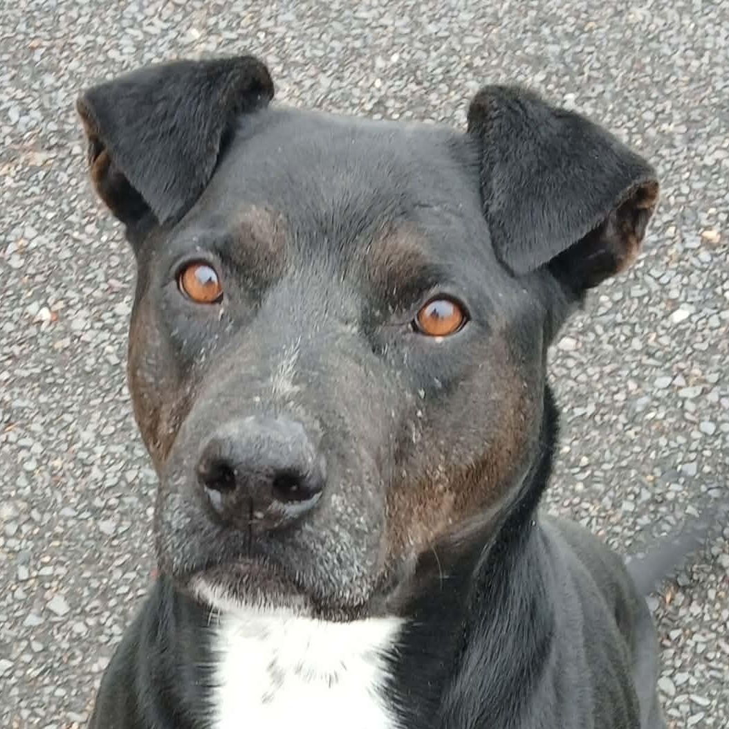 MIDNIGHT, ADOPTABLE, Adult Male Labrador Retriever.