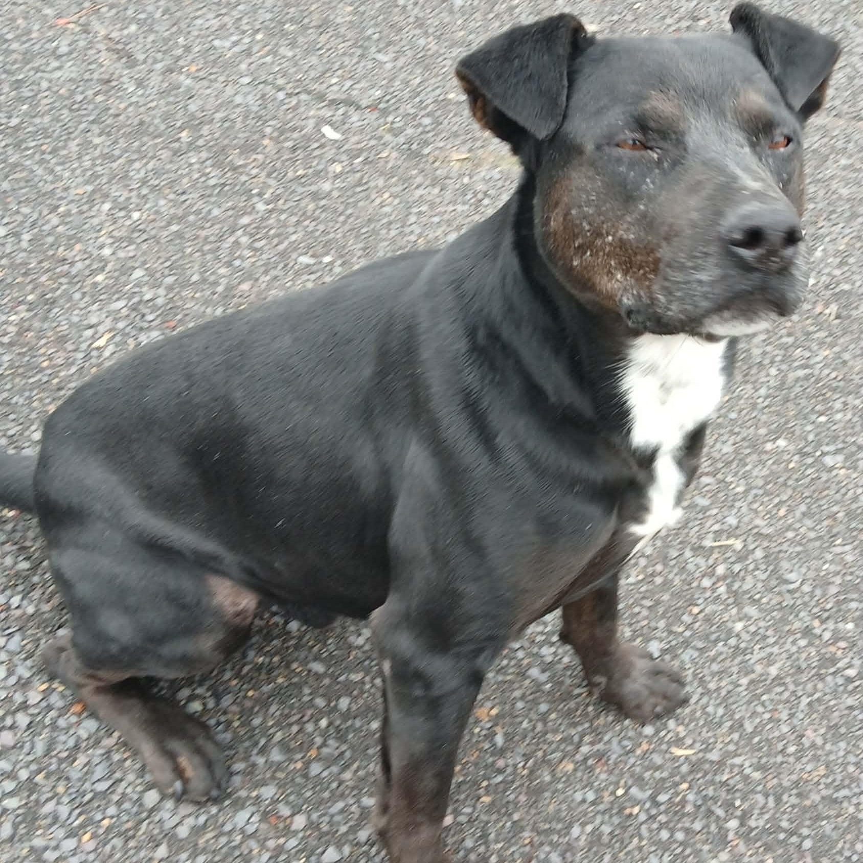 MIDNIGHT, a ADOPTABLE mixed breed in Tappahannock, VA image 2/3