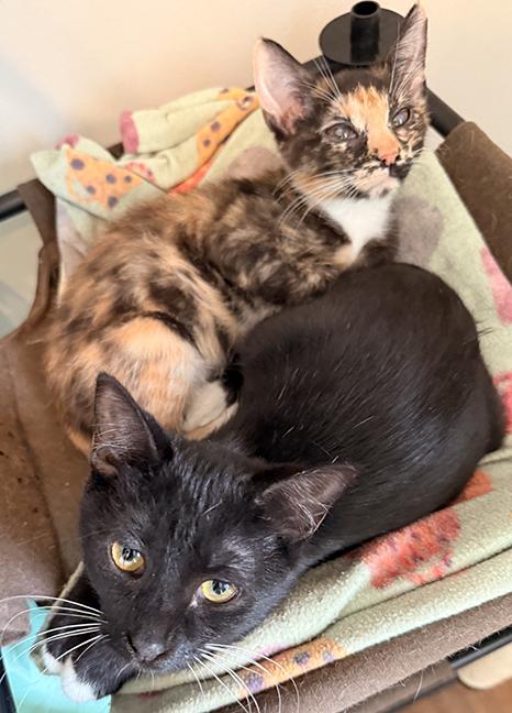 Enlarge Twyla and Jocelyn, a ADOPTABLE Domestic Short Hair in Chicago, IL image 4/4