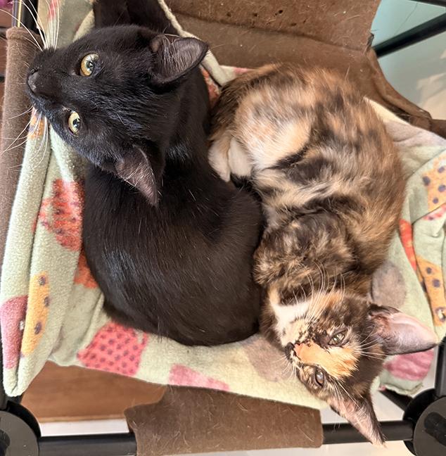 Enlarge Twyla and Jocelyn, a ADOPTABLE Domestic Short Hair in Chicago, IL image 3/4