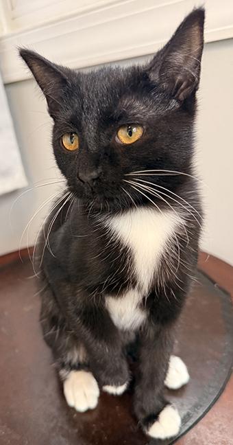 Enlarge Twyla and Jocelyn, a ADOPTABLE Domestic Short Hair in Chicago, IL image 1/4