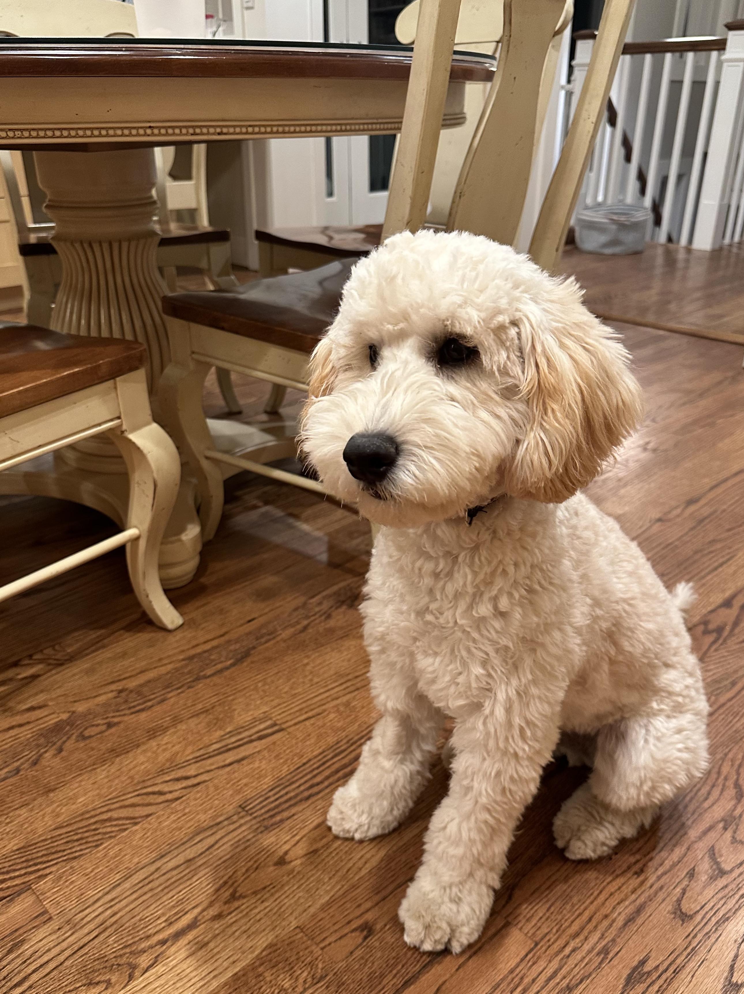 Enlarge zzCourtesy Listing for Max - this pet is NOT at the shelter, an adopted Goldendoodle in New Rochelle, NY image 3/4