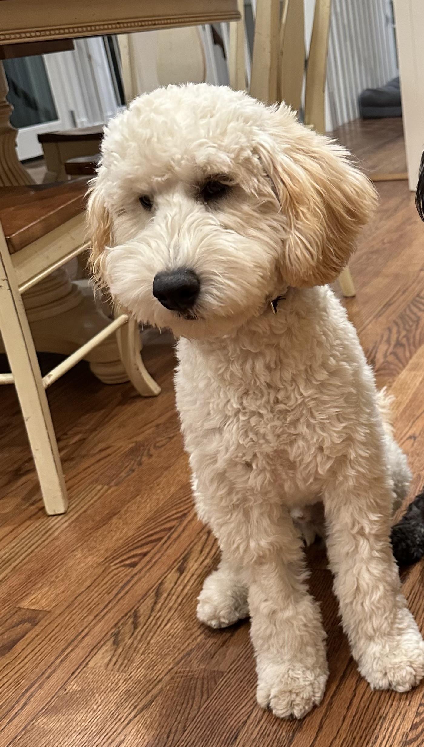 Enlarge zzCourtesy Listing for Max - this pet is NOT at the shelter, an adopted Goldendoodle in New Rochelle, NY image 4/4