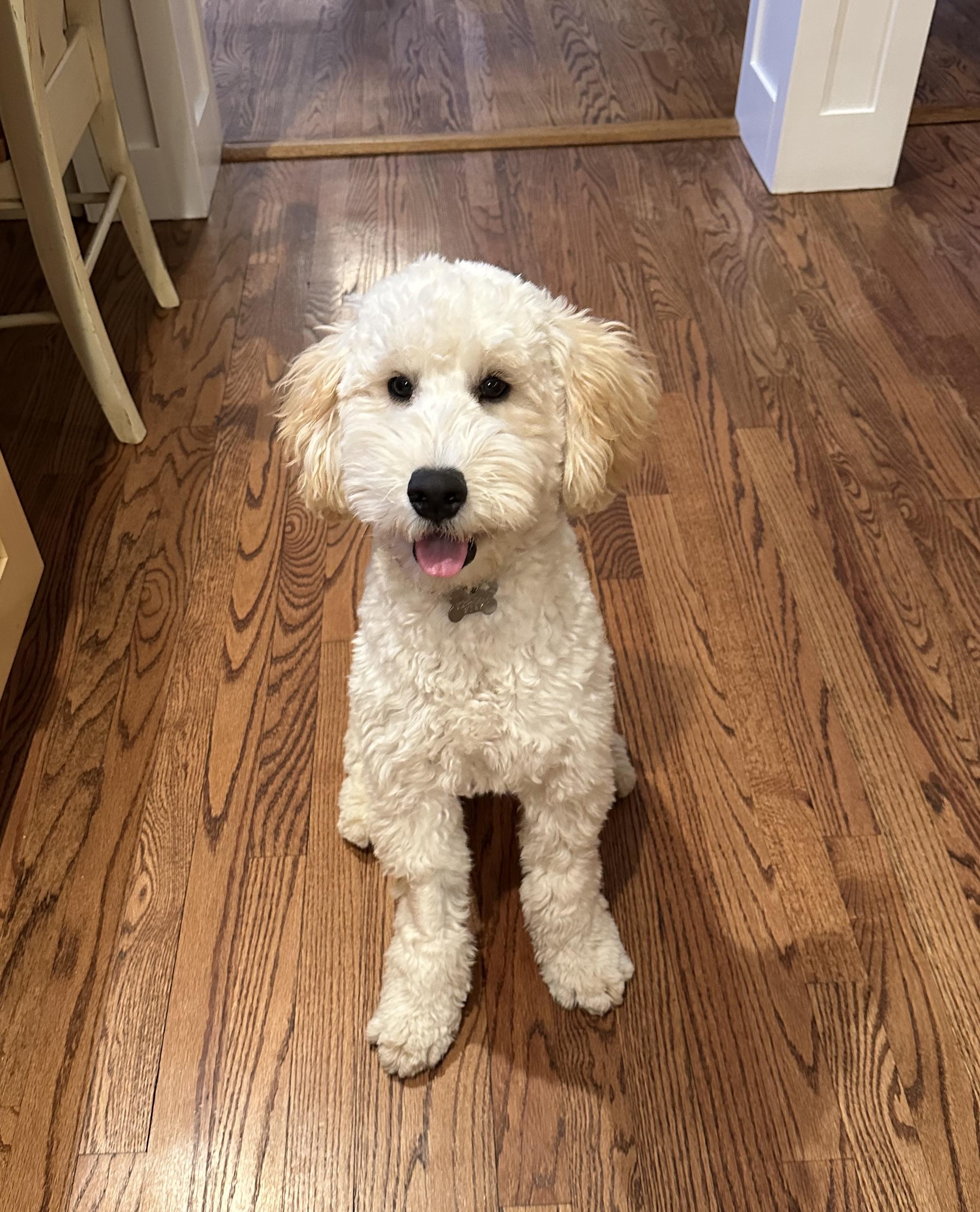 zzCourtesy Listing for Max - this pet is NOT at the shelter, adopted, Young Male Goldendoodle.