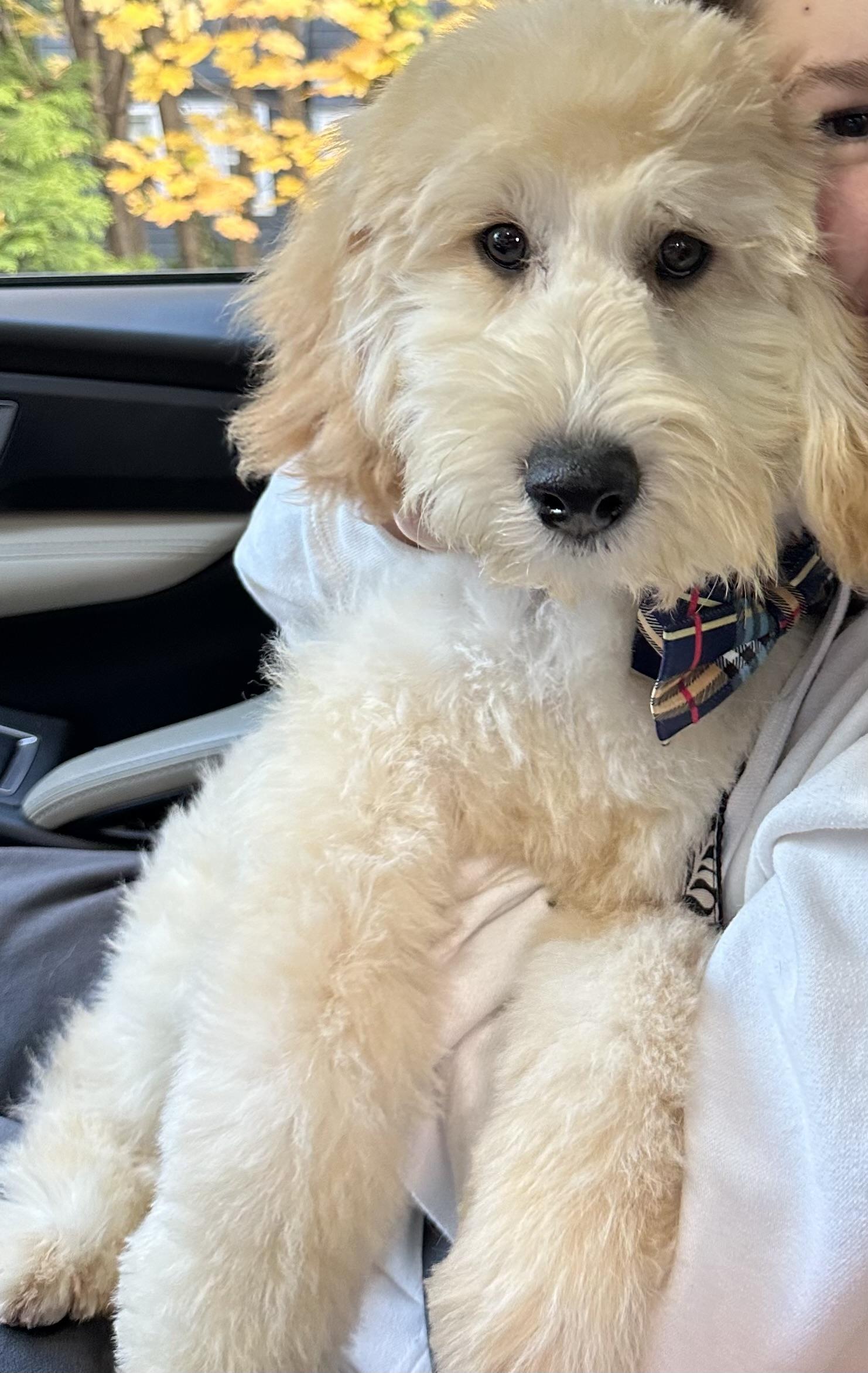 Enlarge zzCourtesy Listing for Max - this pet is NOT at the shelter, an adopted Goldendoodle in New Rochelle, NY image 2/4