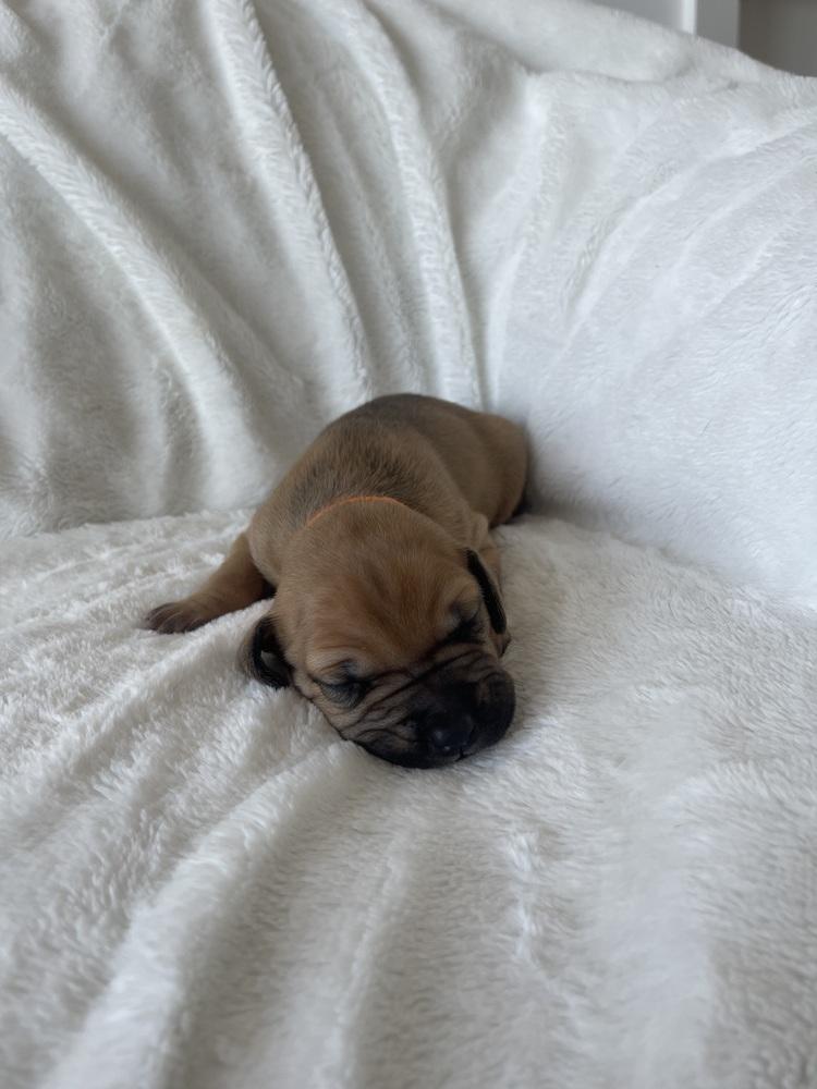 Butterscotch thumbnail 2