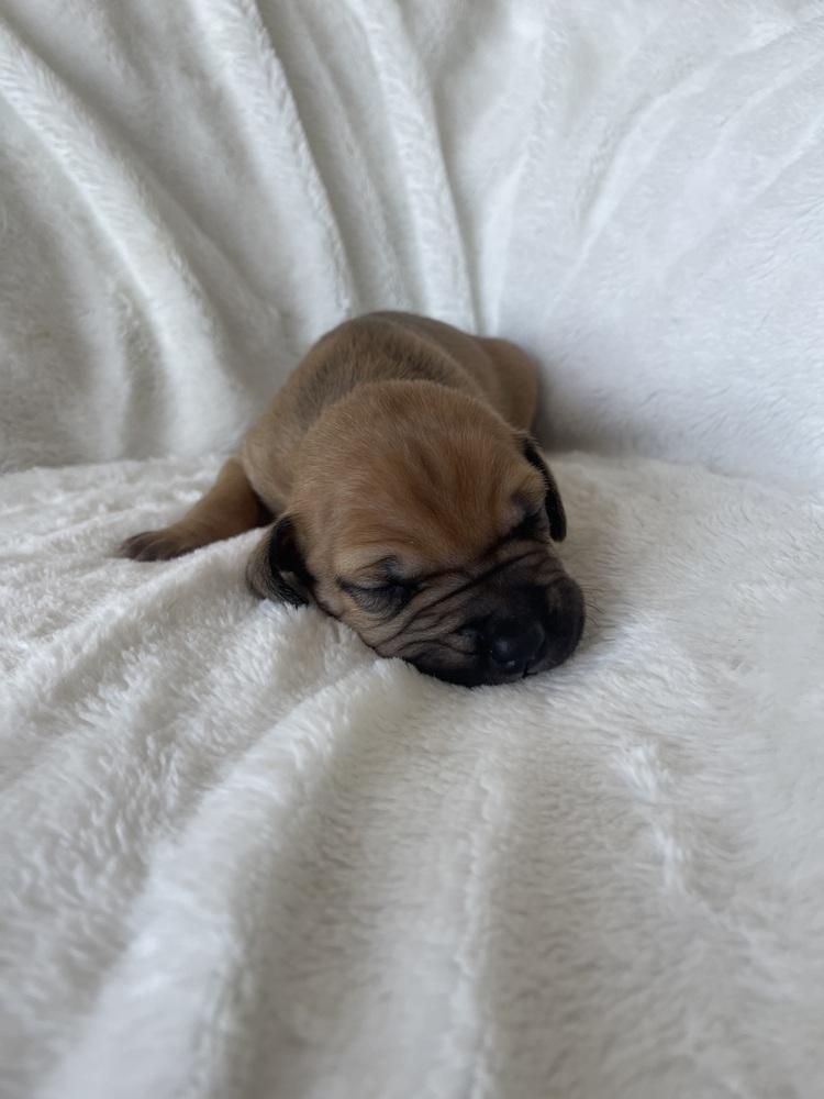 Butterscotch thumbnail 3