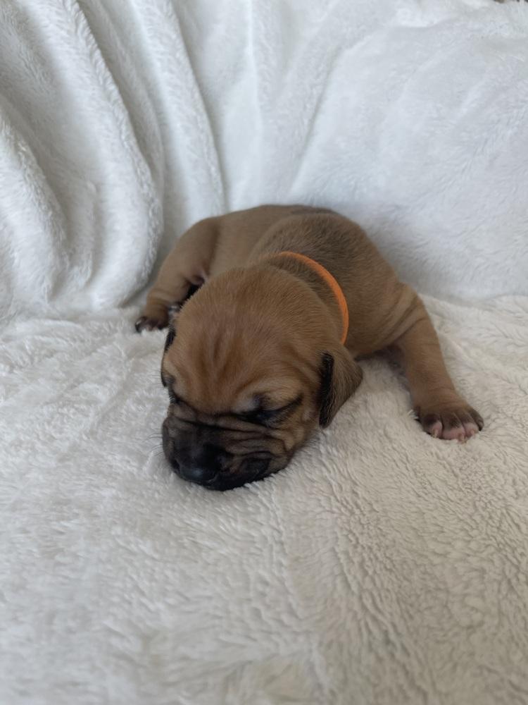 Butterscotch thumbnail 4