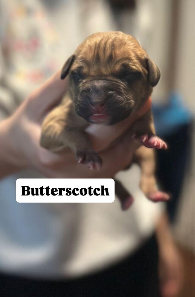 Butterscotch thumbnail 5