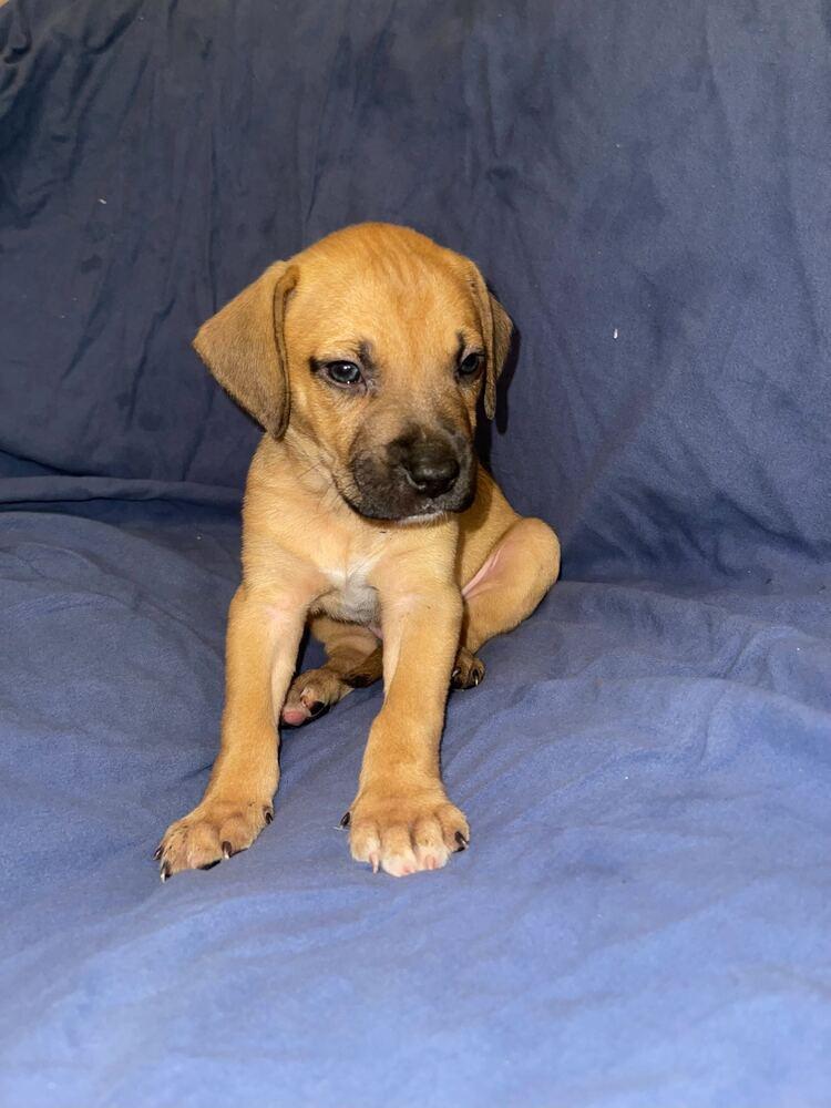 Butterscotch thumbnail 6