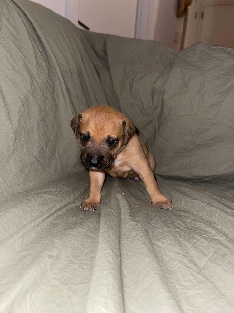 Butterscotch thumbnail 7