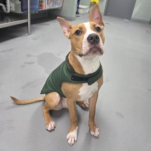 Enlarge BAXTER, a Adoptable mixed breed in Geneva, IL image 1/1