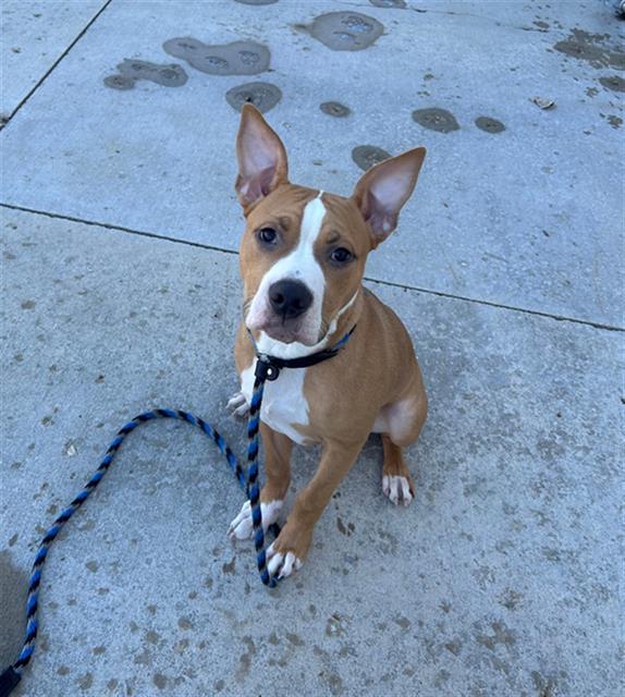 Enlarge BAXTER, a Adoptable mixed breed in Geneva, IL image 1/1