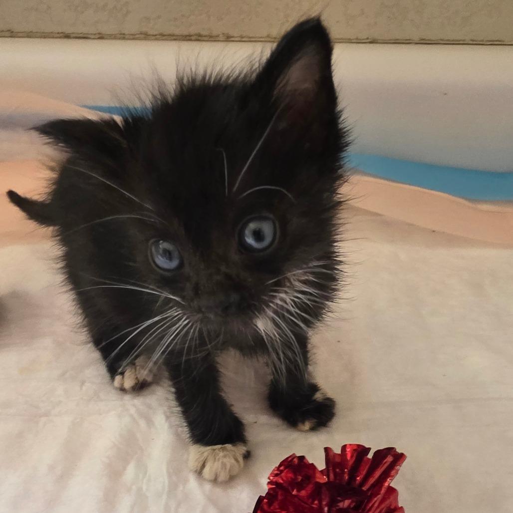 Rapha, Adoptable, Kitten Female Domestic Short Hair.