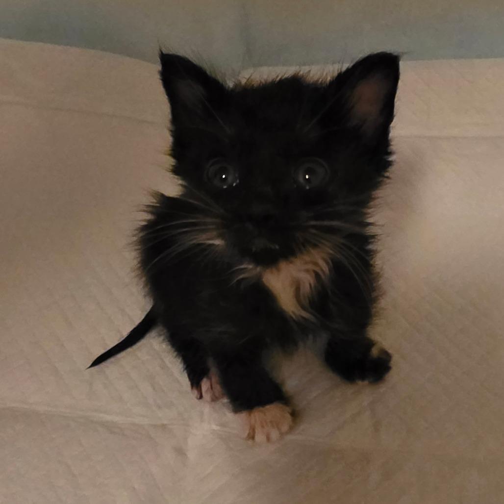 Rapha, a Adoptable Domestic Short Hair in Escondido, CA image 2/6