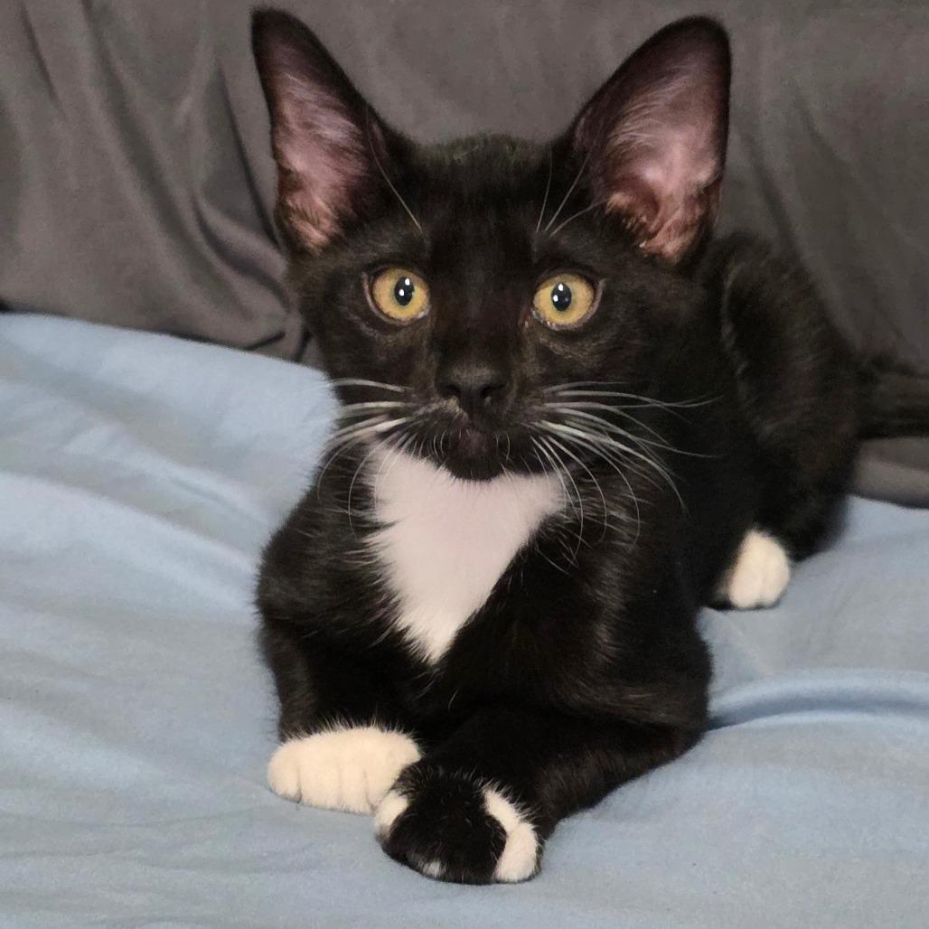 Rapha, a Adoptable Domestic Short Hair in Escondido, CA image 3/6