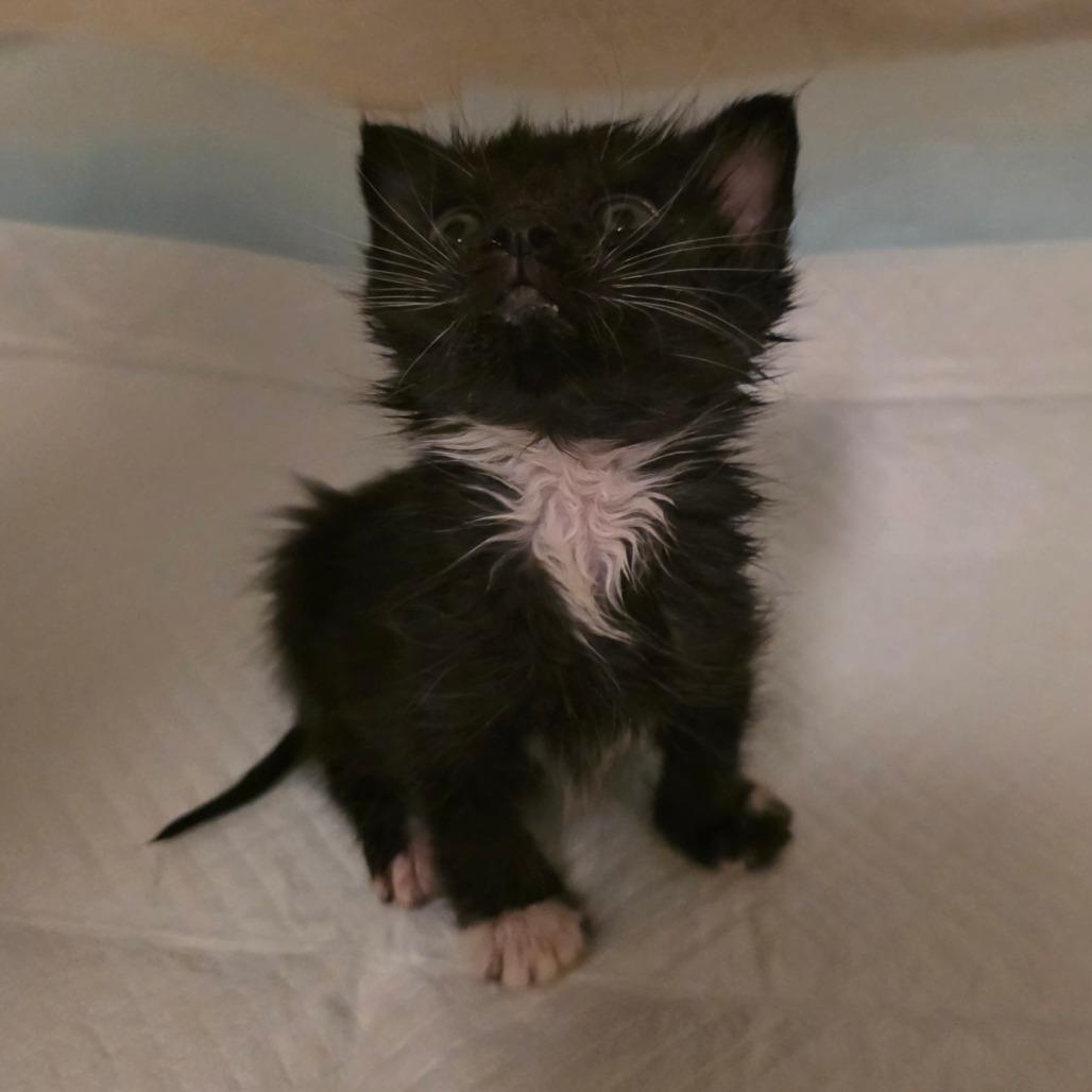 Rapha, a Adoptable Domestic Short Hair in Escondido, CA image 3/6