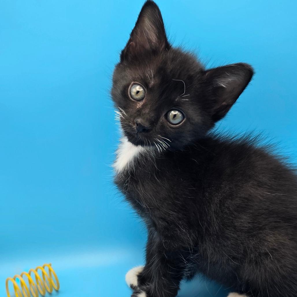 Rapha, a Adoptable Domestic Short Hair in Escondido, CA image 4/6
