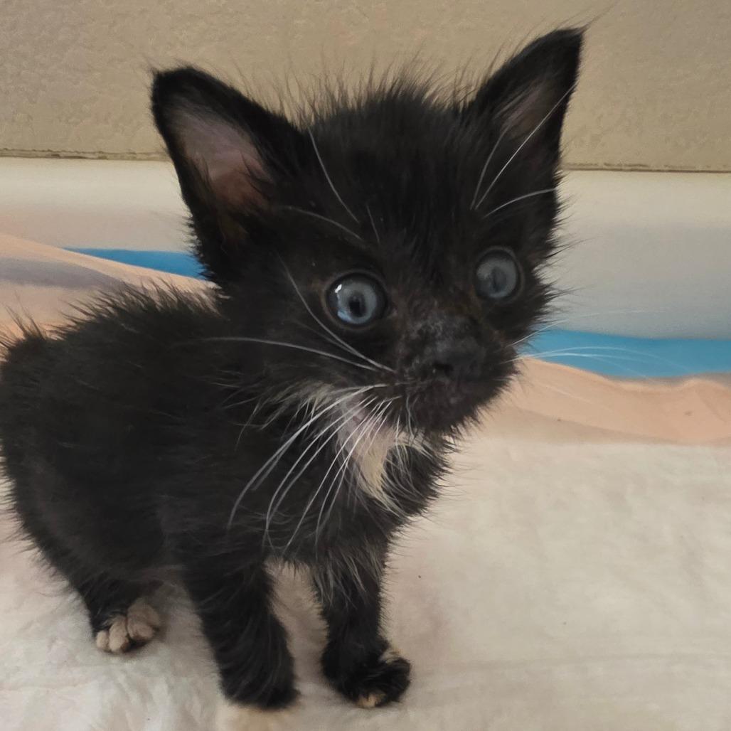 Rapha, a Adoptable Domestic Short Hair in Escondido, CA image 5/6