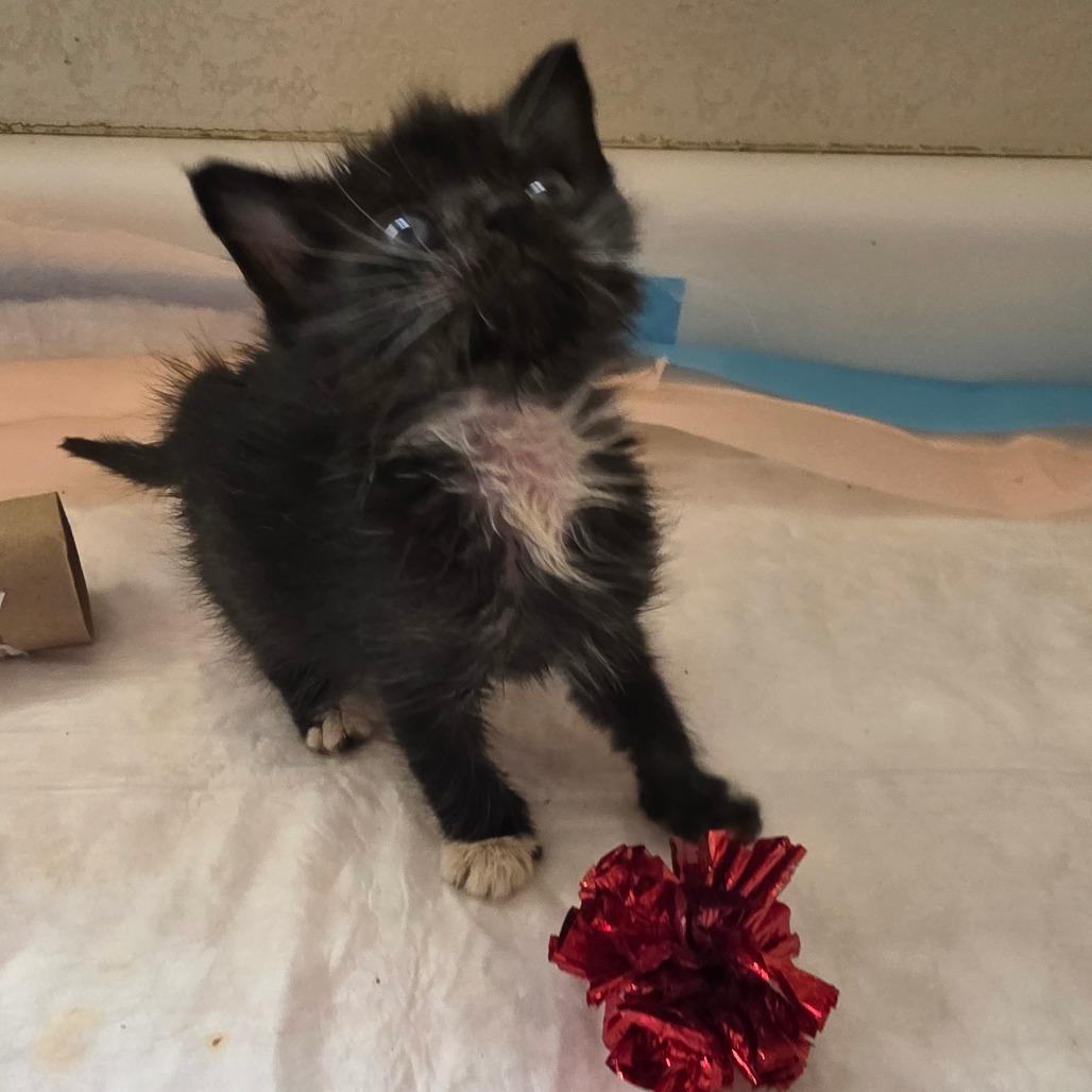 Rapha, a Adoptable Domestic Short Hair in Escondido, CA image 6/6