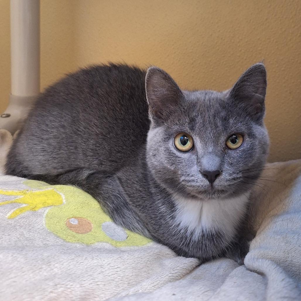 Enlarge Strawberry, a Adoptable Domestic Short Hair in Attica, NY image 1/3