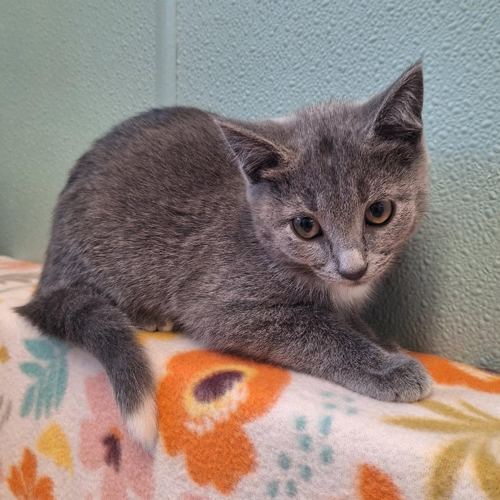 Enlarge Strawberry, a Adoptable Domestic Short Hair in Attica, NY image 2/3