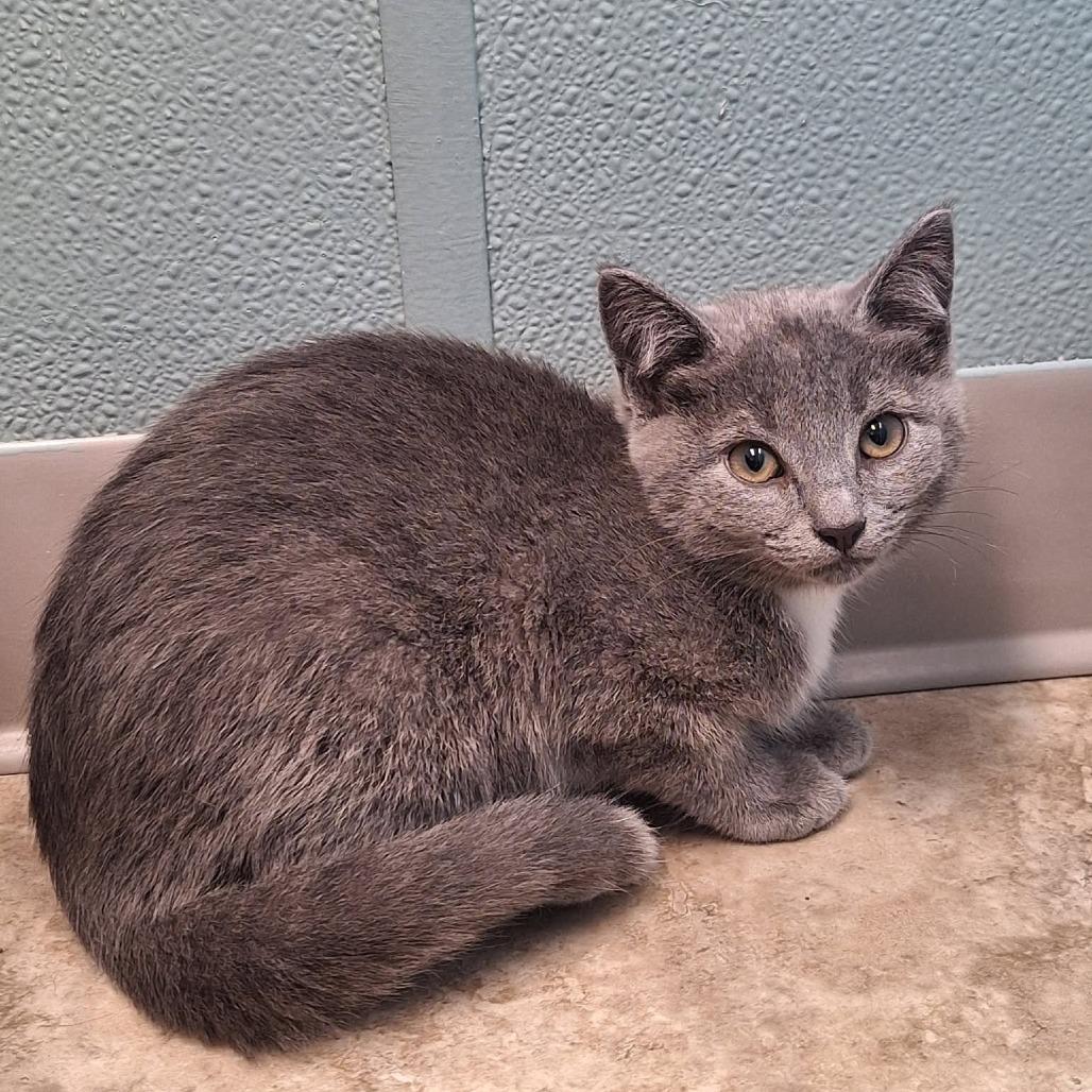 Enlarge Strawberry, a Adoptable Domestic Short Hair in Attica, NY image 3/3