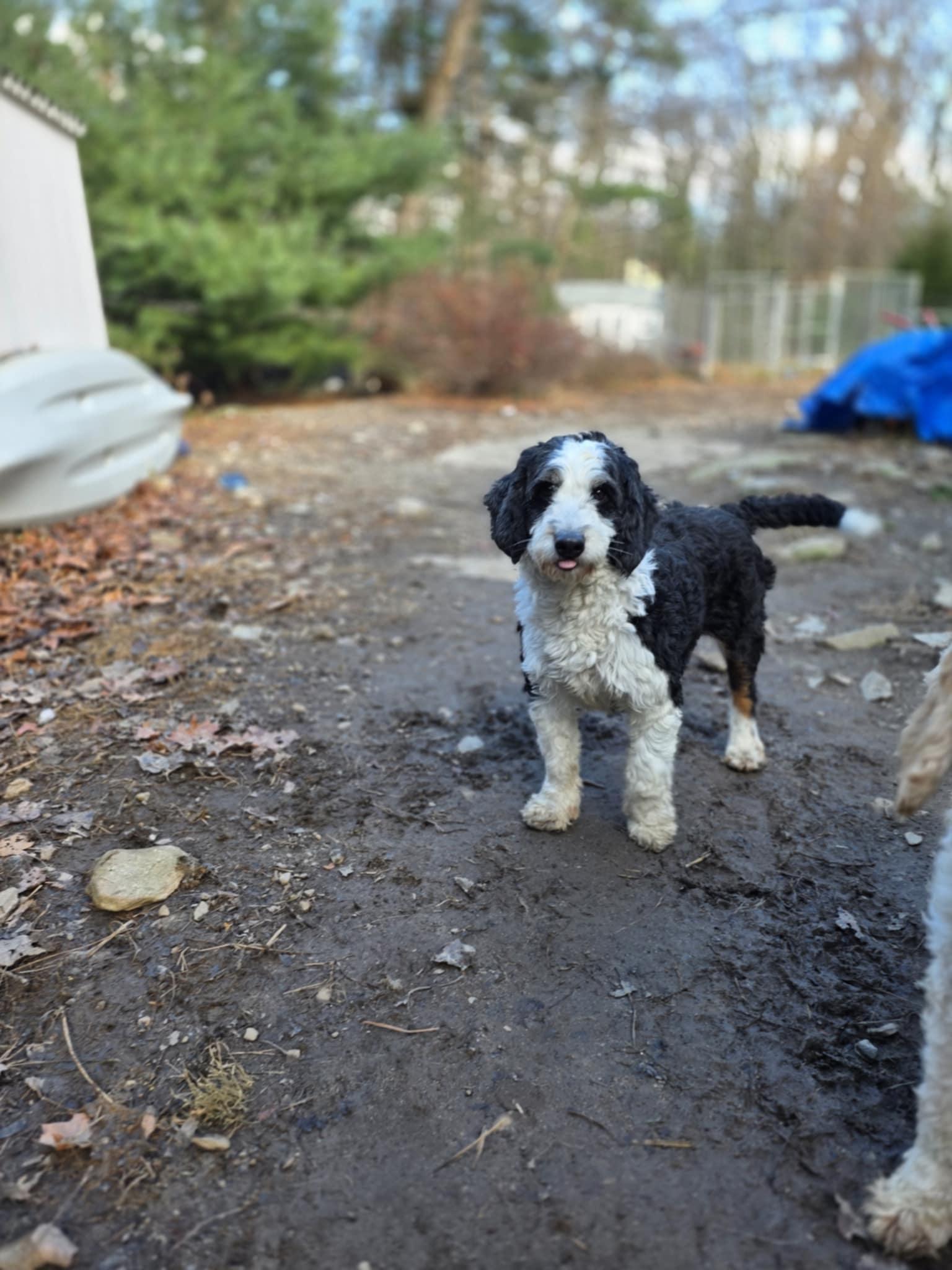 Enlarge Yolanda, an adopted Bernadoodle in Wurtsboro, NY image 1/5