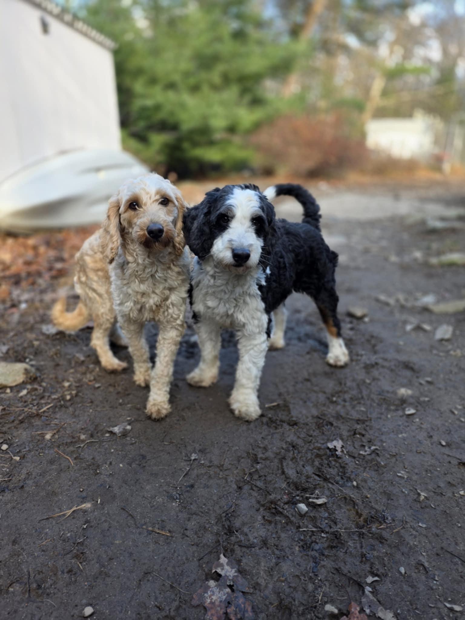Enlarge Yolanda, an adopted Bernadoodle in Wurtsboro, NY image 2/5
