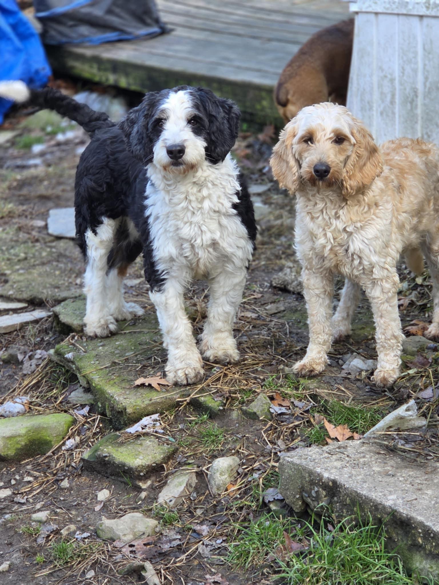 Enlarge Yolanda, an adopted Bernadoodle in Wurtsboro, NY image 4/5