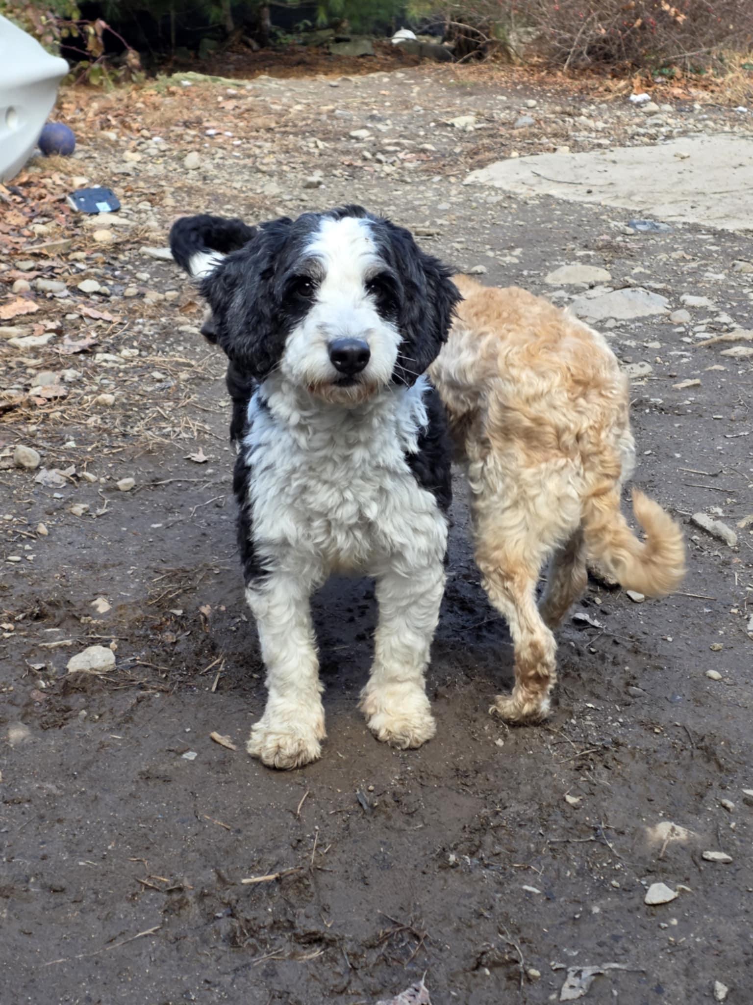 Enlarge Yolanda, an adopted Bernadoodle in Wurtsboro, NY image 5/5