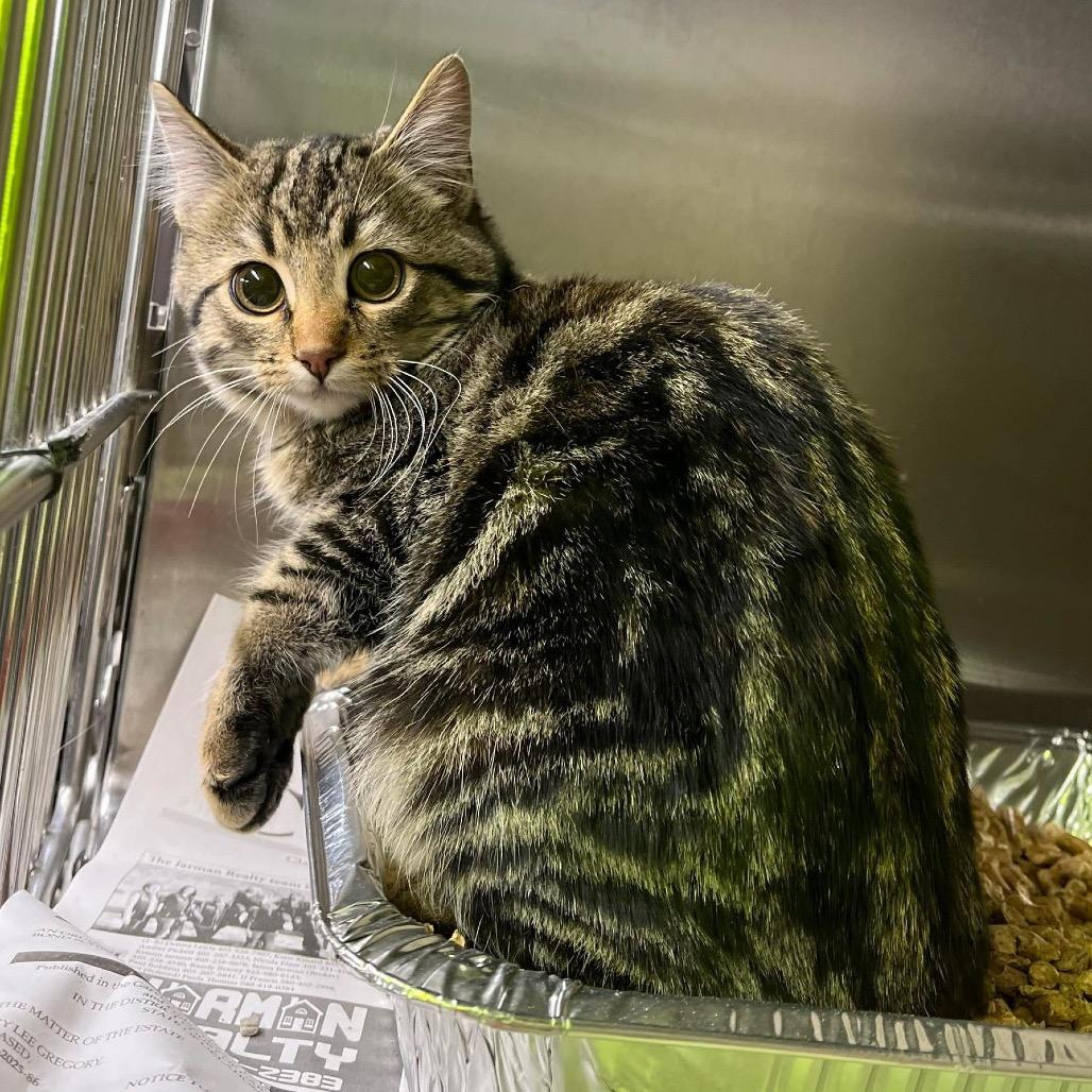 Enlarge Jody, a Adoptable Domestic Short Hair in Pauls Valley, OK image 1/1