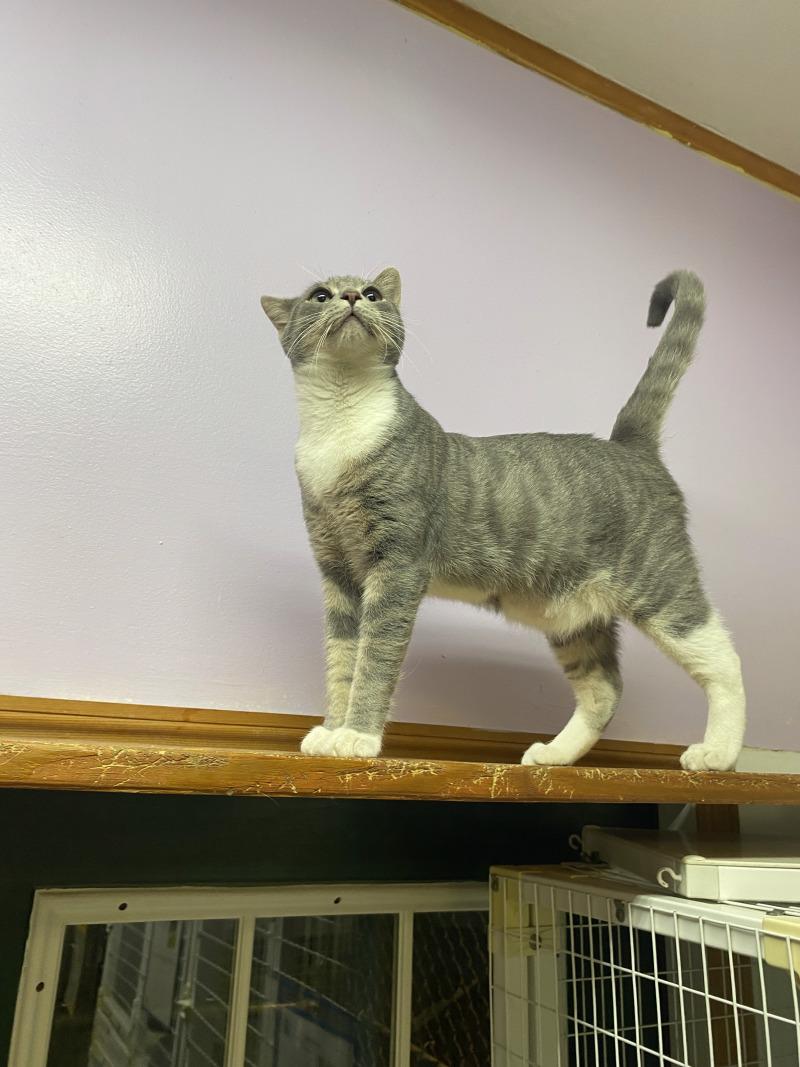 Max, Adoptable, Adult Male Domestic Short Hair.