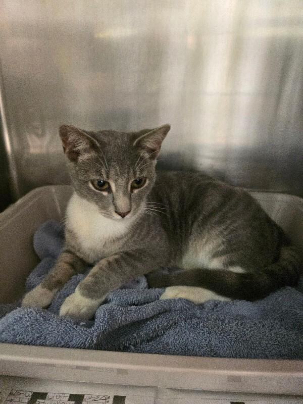 Max, a Adoptable Domestic Short Hair in Cortland, NY image 2/4