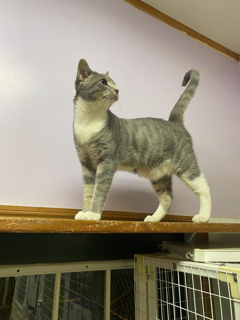 Max, a Adoptable Domestic Short Hair in Cortland, NY image 3/4