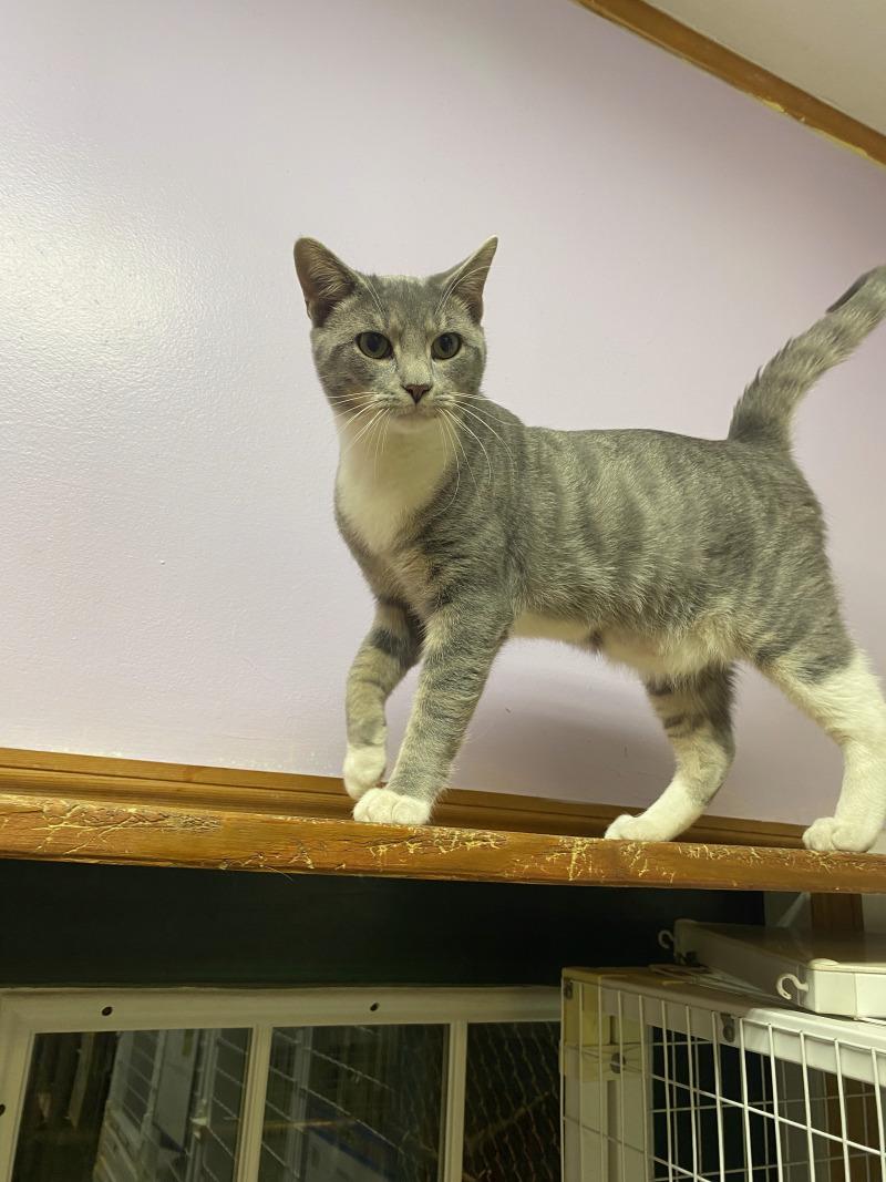 Max, a Adoptable Domestic Short Hair in Cortland, NY image 4/4